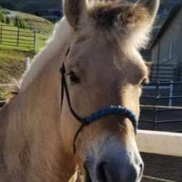 Fundraising Page: Jill Allemandi